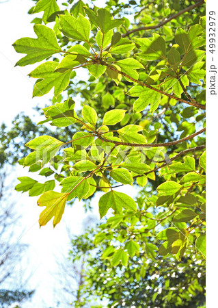 樹木：カクレミノ　ウコギ科 49932979