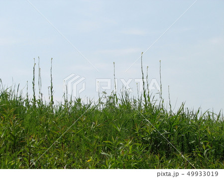 ハタザオ 49933019