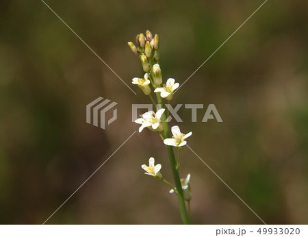 ハタザオ ハタザオ 49933020