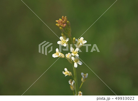 ハタザオ 49933022