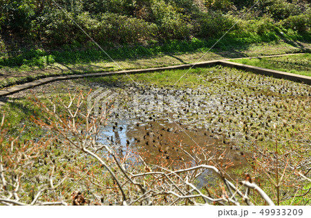 目黒区立駒場野公園 ケルネル田圃 目黒区立駒場野公園 ケルネル田圃 49933209