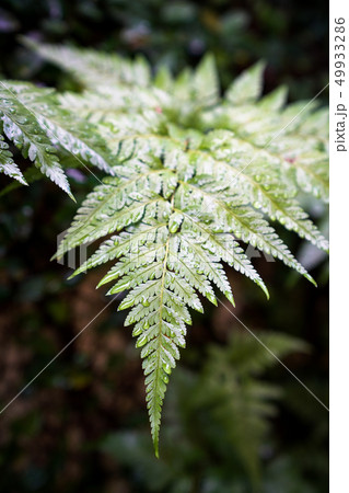 Beautiful fern leaves green foliage nature view 49933286