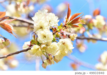 うこんざくら 49933940