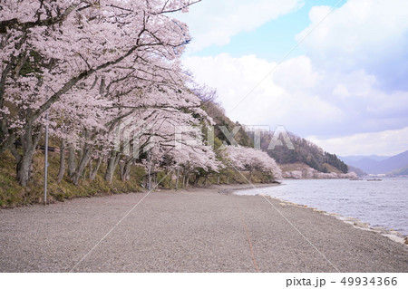 琵琶湖 二本松キャンプ場 桜の写真素材