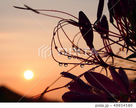 クレオメ 49934580