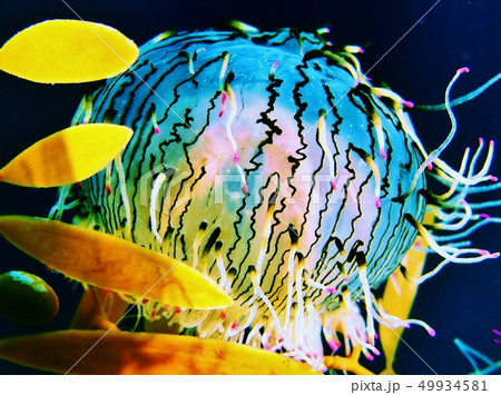 クラゲ 49934581