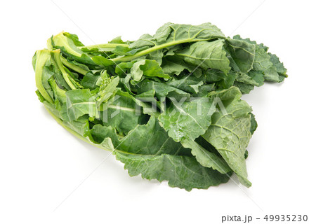 川流れ菜 49935230