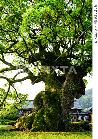 川古の大楠 佐賀県 川古の大楠 佐賀県 49935256