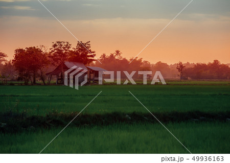 Rice Paddy, Agricultural Field, Dusk, Farm, Rice - Rice Paddy, Agricultural Field, Dusk, Farm, Rice - 49936163