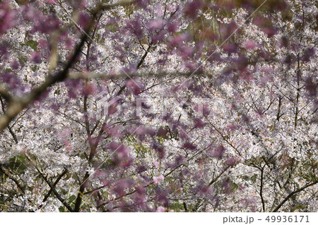 ピンクの枝垂れ桜 ピンクの枝垂れ桜 49936171