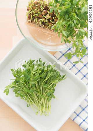 豆苗 豆苗 49936191