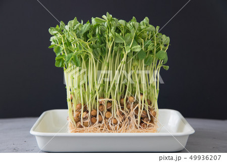 豆苗 豆苗 49936207