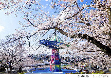 【東京都】よみうりランド　満開の桜とアトラクション 49936565