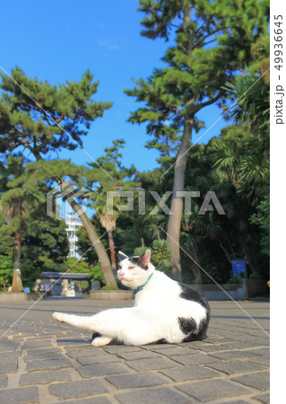 江の島　くつろぐネコ 49936645