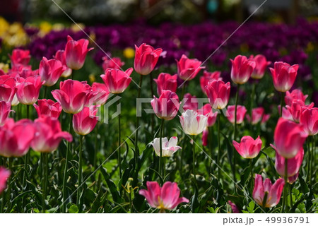チューリップ 春の花 ピンクの花 49936791