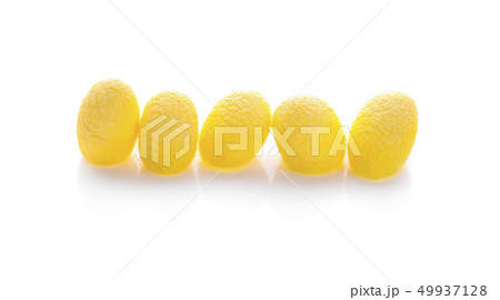 yellow thai silkworm cocoons pile isolated on yellow thai silkworm cocoons pile isolated on 49937128