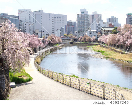 春の田川 東橋から下流の風景 春の田川 東橋から下流の風景 49937246