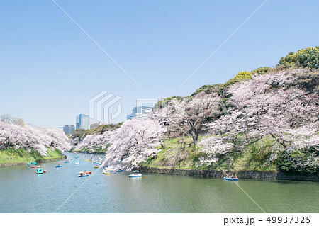 東京都 千鳥ヶ淵 満開の桜 東京都 千鳥ヶ淵 満開の桜 49937325