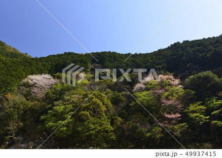 【和歌山県】熊野古道、中辺路の桜 49937415