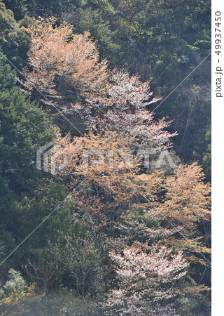 【和歌山県】熊野古道、中辺路の桜 【和歌山県】熊野古道、中辺路の桜 49937450