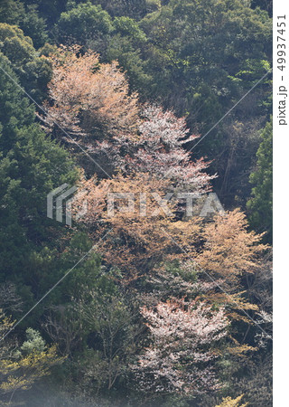 【和歌山県】熊野古道、中辺路の桜 【和歌山県】熊野古道、中辺路の桜 49937451