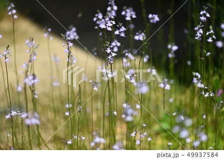 マツバウンラン 49937584