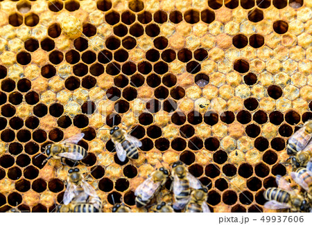 Honey bee beehive Wax Frame with bees breed Honey bee beehive Wax Frame with bees breed 49937606