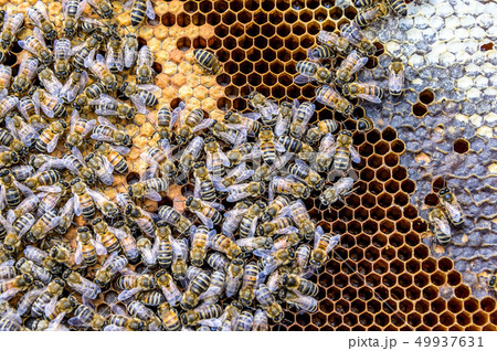 Honey bee beehive Wax Frame with hundrets of bees working 49937631