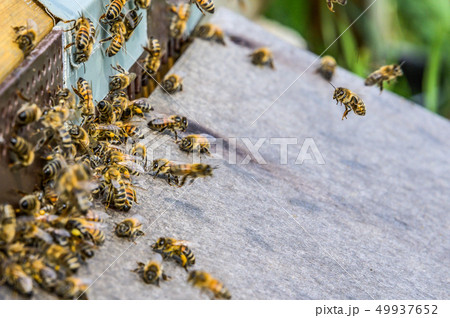 Honey bee beehive fly in carry pollum working in the summertime Honey bee beehive fly in carry pollum working in the summertime 49937652