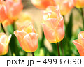 チューリップ畑　アプリコットビューティ 49937690