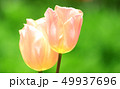 チューリップ畑　アプリコットビューティ 49937696