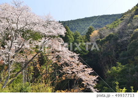【和歌山県　上富田町】興禅寺の山桜 49937713