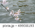 桜 49938193