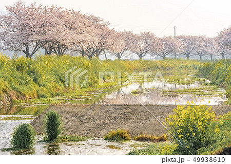 草場川の桜並木 49938610
