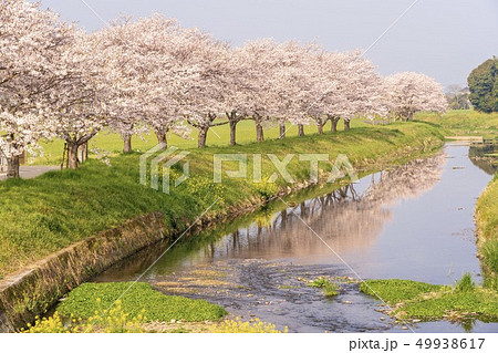 草場川の桜並木 49938617