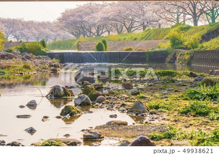 草場川の桜並木 49938621