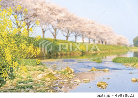 草場川の桜並木 49938622
