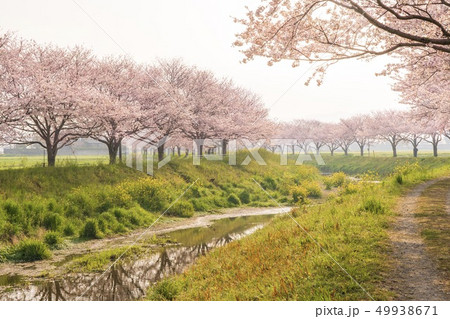 草場川の桜並木 49938671