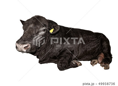 Brown bull lying isolated on a white background. 49938736