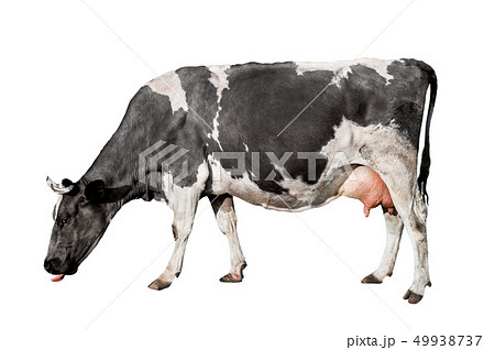Cow full length isolated on white background. 49938737