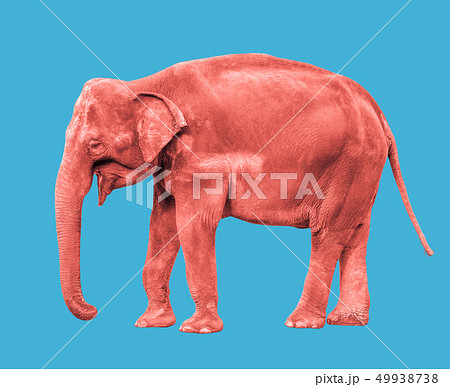 Pink or coral Elephant isolated full length 49938738