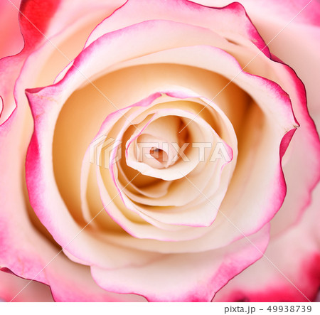 Vibrant fresh pink and white rose close up. Vibrant fresh pink and white rose close up. 49938739