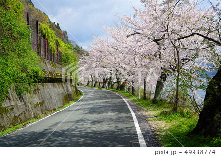 琵琶湖 海津大崎 桜並木 琵琶湖 海津大崎 桜並木 49938774