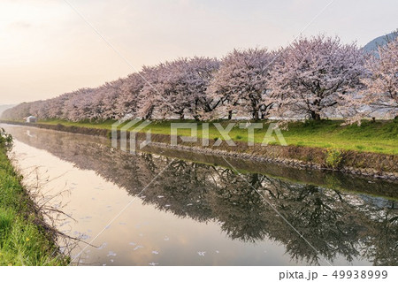 流川の桜並木の写真素材