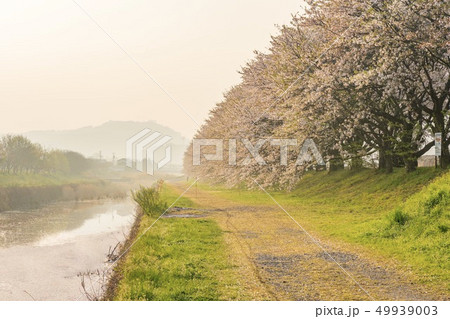 流川の桜並木 流川の桜並木 49939003