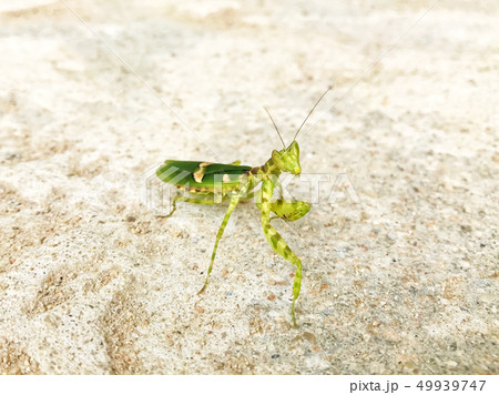 Praying Mantis or Mantis Religiosa with Striped 49939747