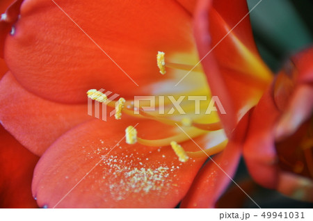 クンシラン 49941031