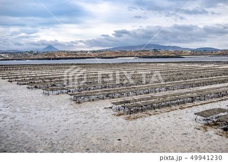 Oyster farming and oyster traps, floating mesh bags by Carrickfinn in County Donegal, Ireland Oyster farming and oyster traps, floating mesh bags by Carrickfinn in County Donegal, Ireland 49941230