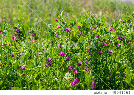 カラスノエンドウ 49941561