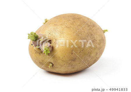 Potatoes with sprouts Potatoes with sprouts 49941833